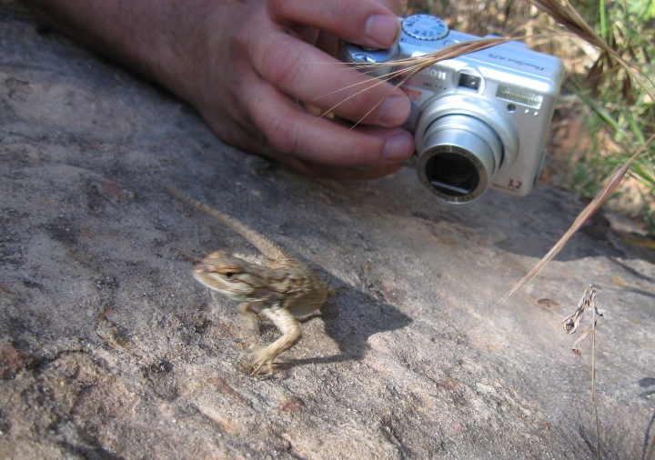 Lizard